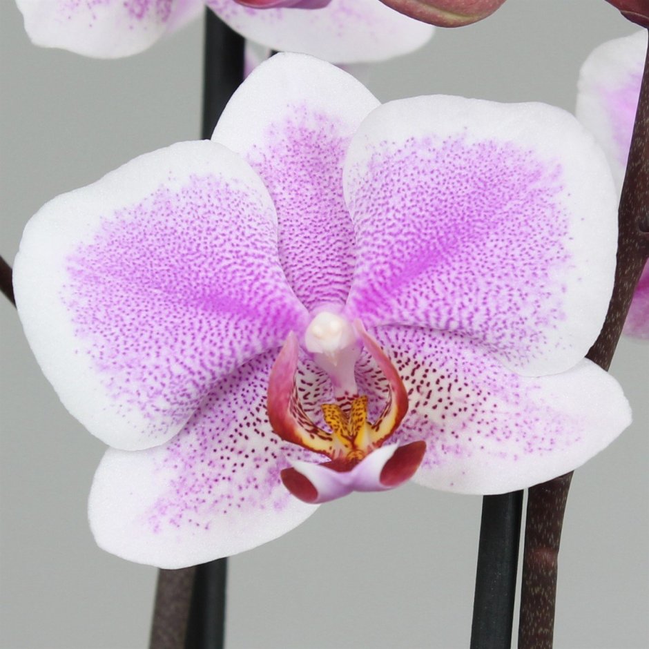 Орхидея фаленопсис цветение