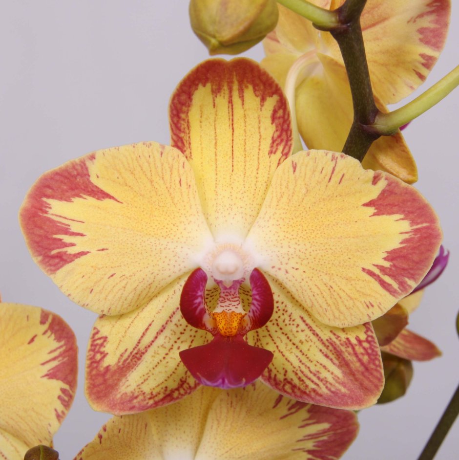 Фотоподушка макро орхидеи