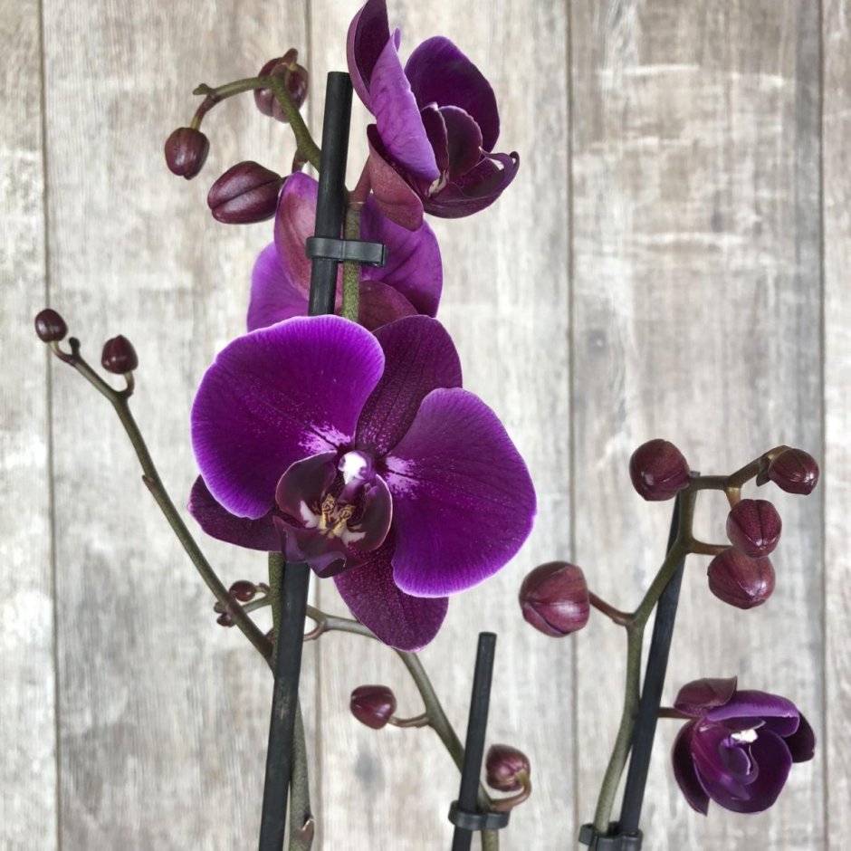 Орхидея фаленопсис Королевский фиолетовый