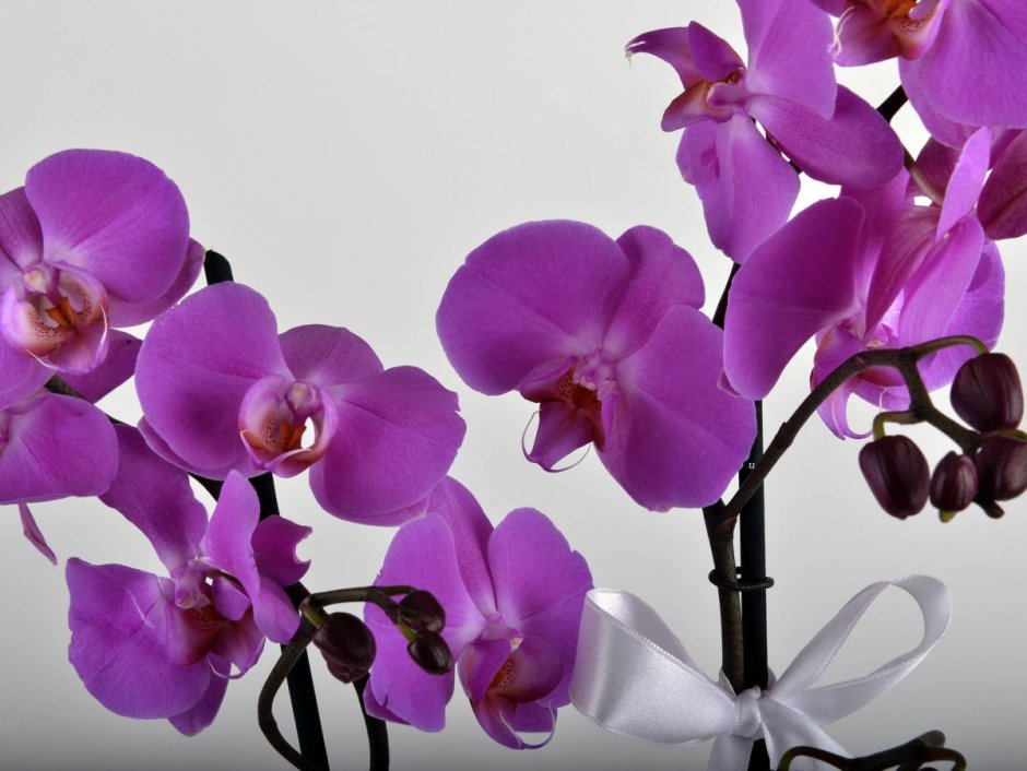 Орхидея симметрия