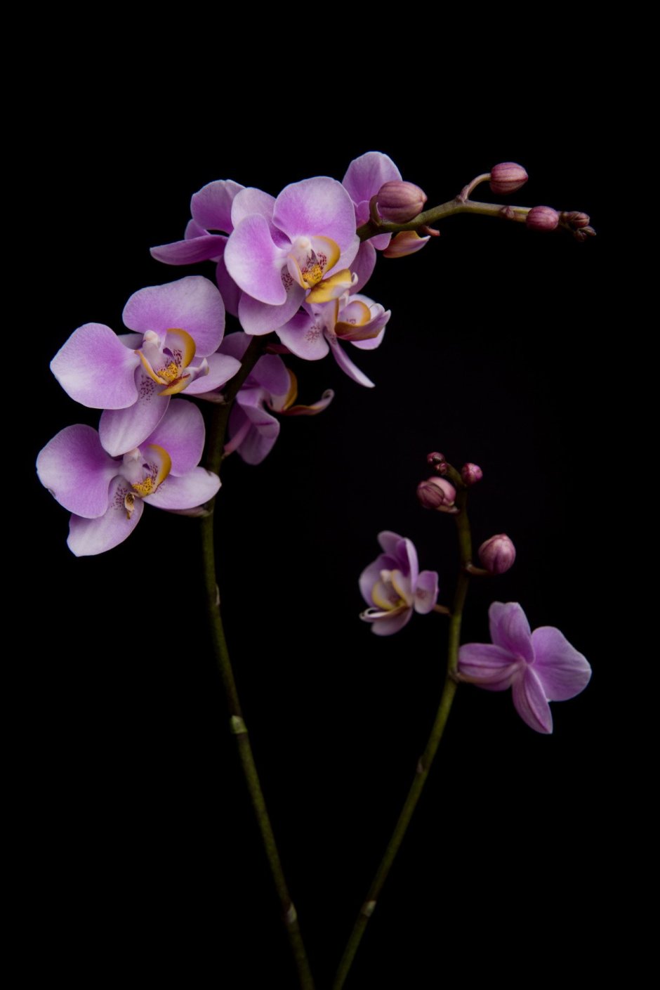Морелла Орхидея