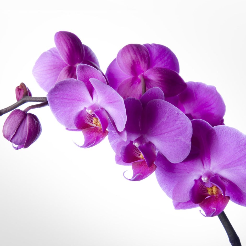Шутерсток цветы фиолетовые