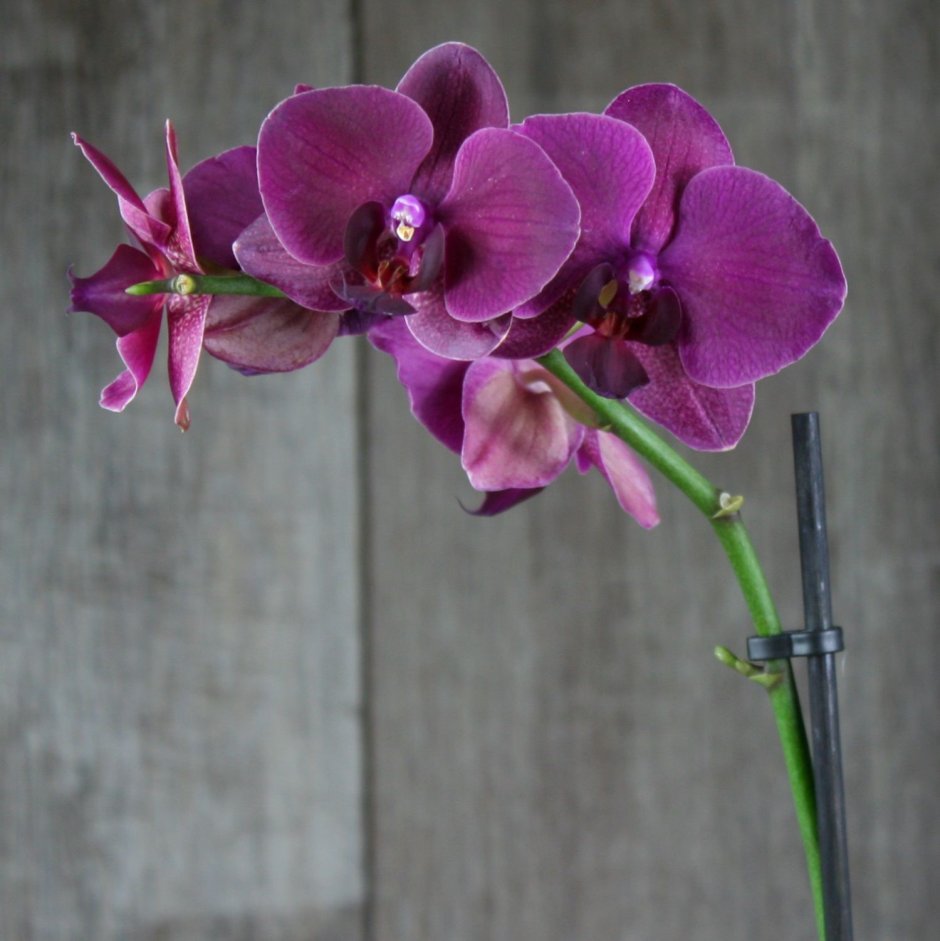 Орхидея фаленопсис Джуди