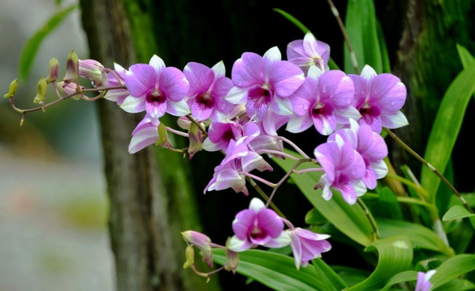 Орхидея Лелия пурпурата