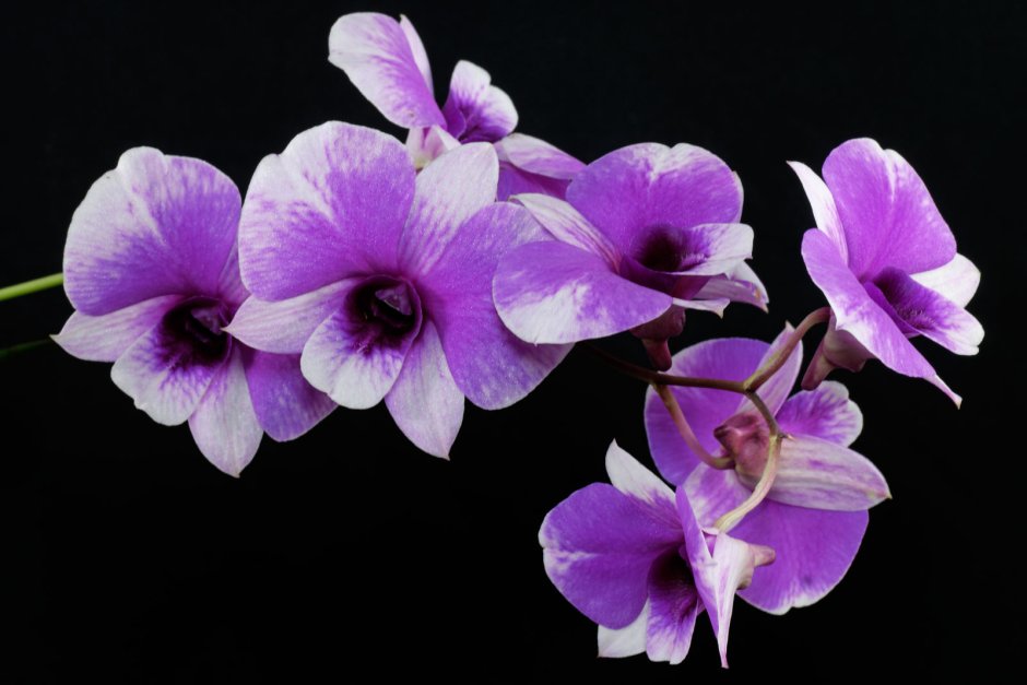 Орхидея евен