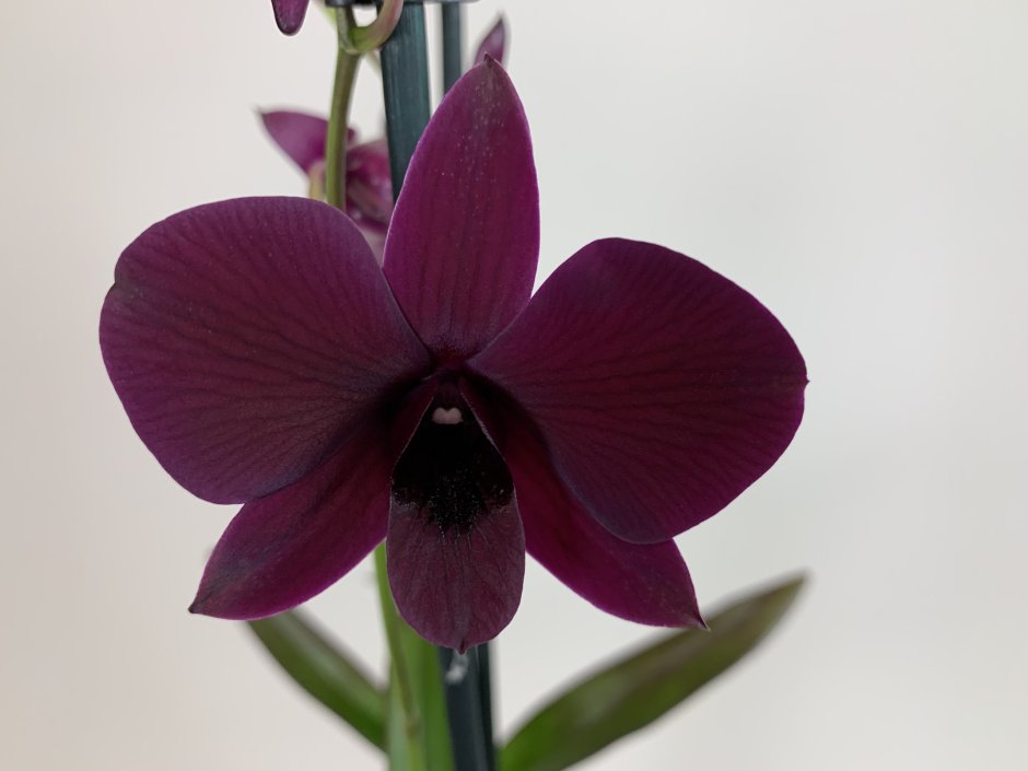 Орхидея фаленопсис раст-1