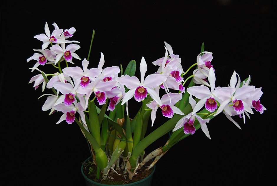 Орхидея Дендробиум розовая