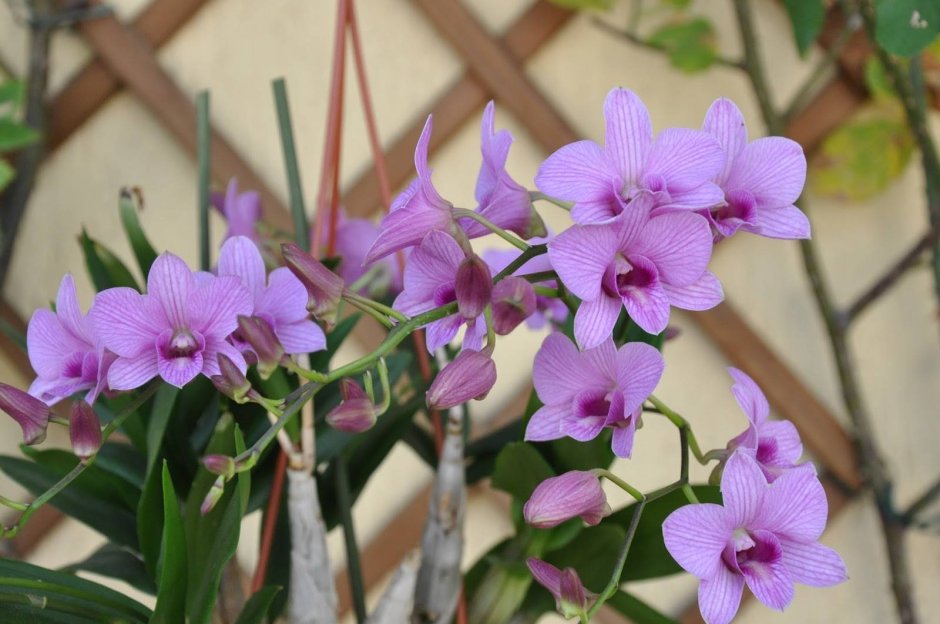 Орхидные Эпифиты