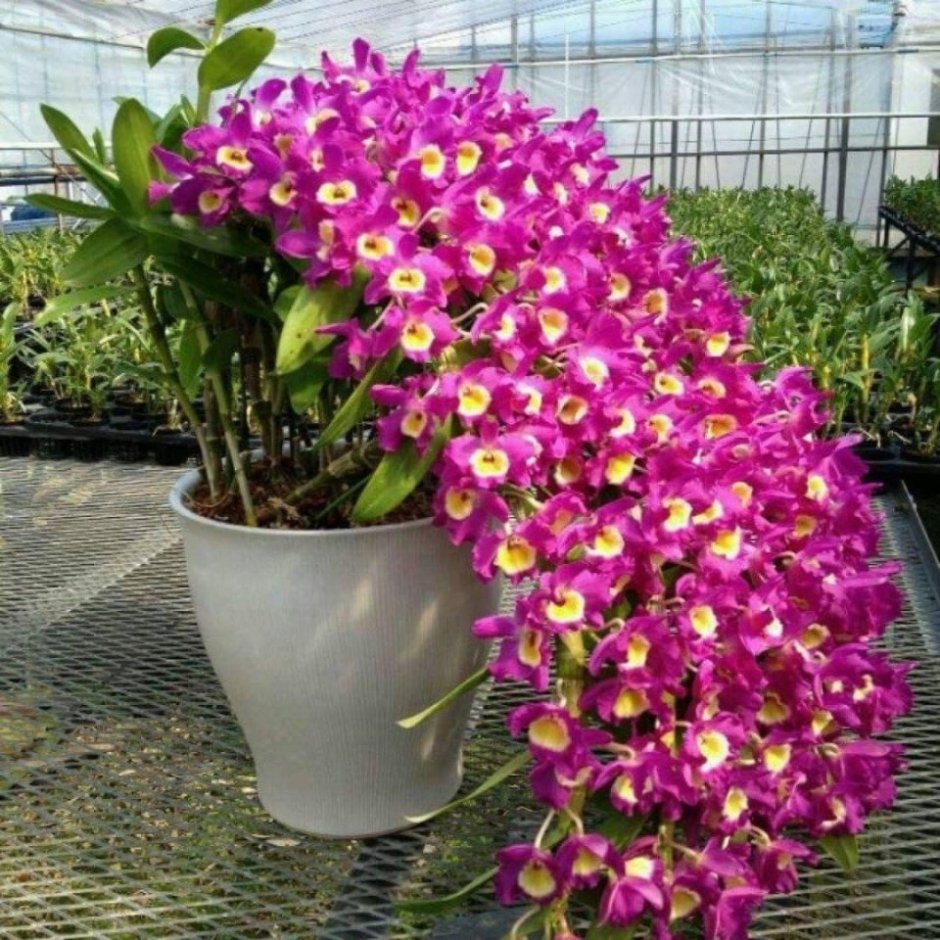 Ванильная Орхидея фото
