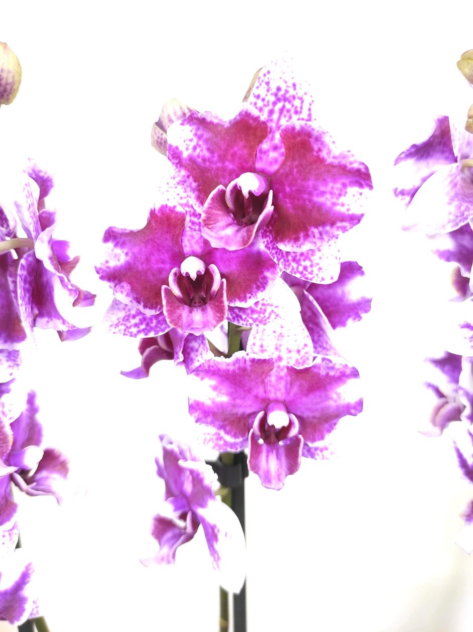 Орхидея бабочка пульчерима