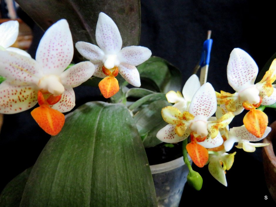 Pulcherrima 4n Орхидея