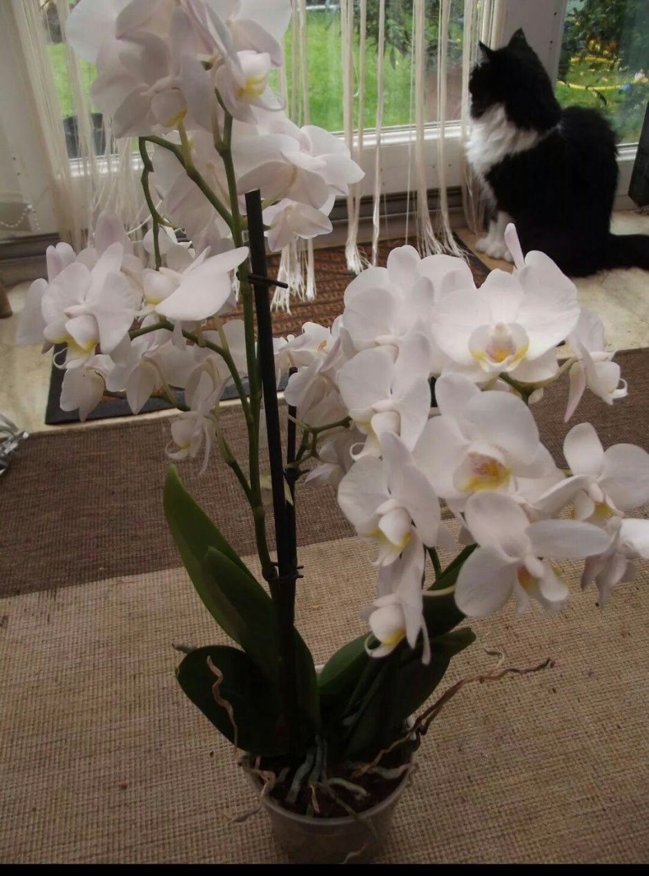 Орхидея пульчерима