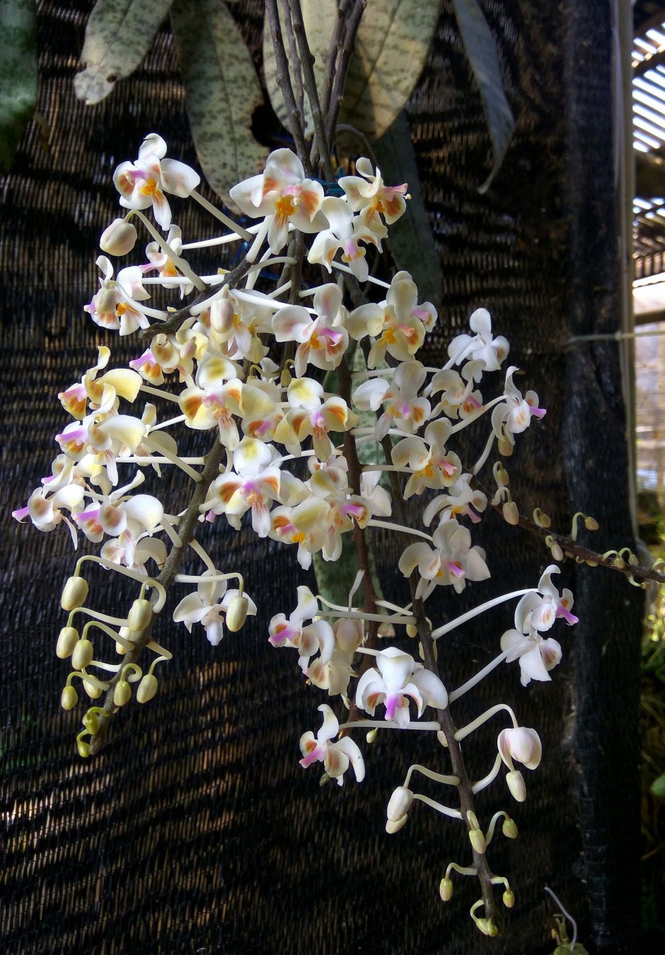 Орхидея Doritis pulcherrima
