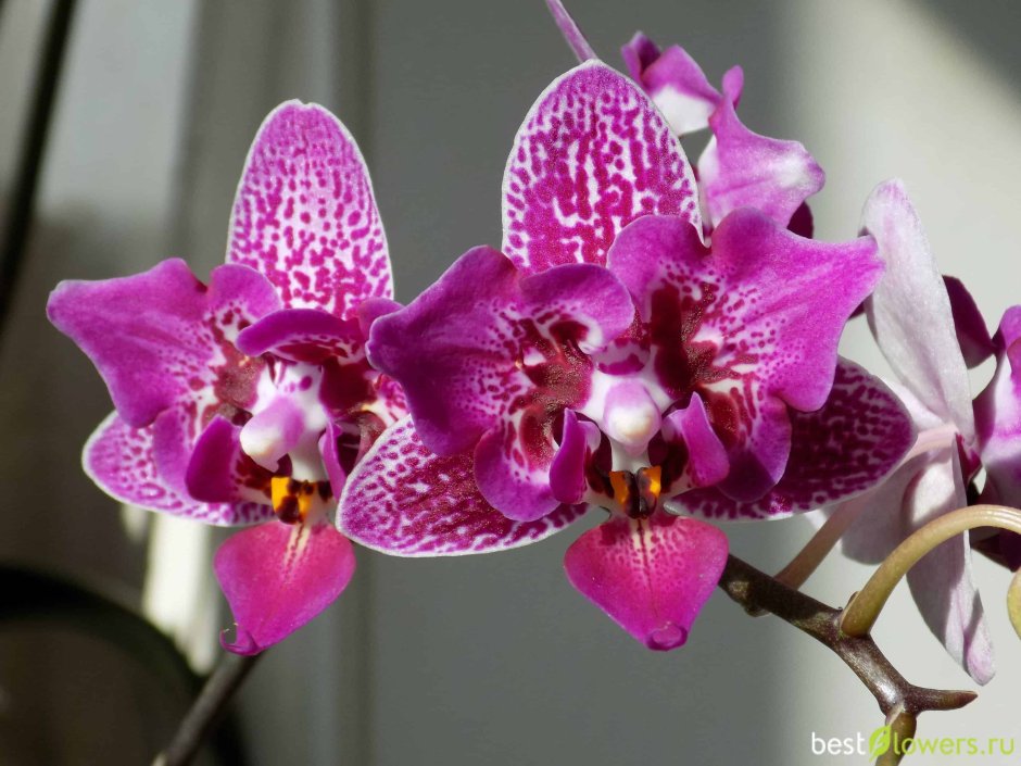 Орхидея Doritis pulcherrima