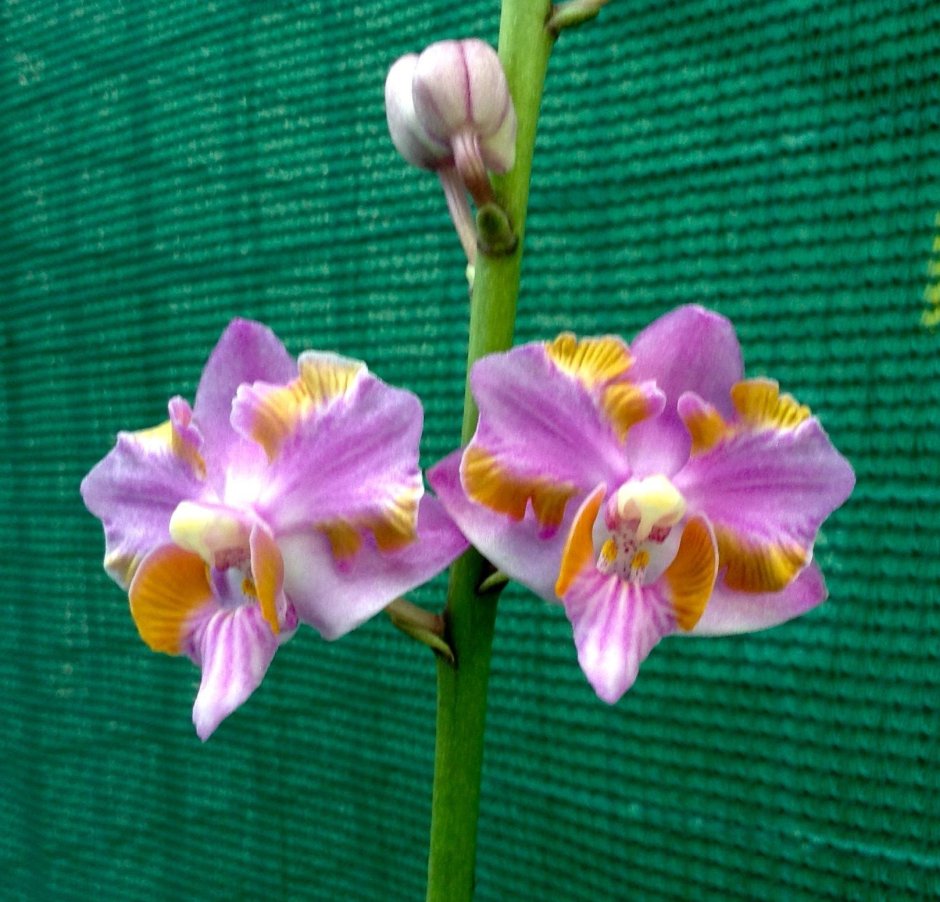 Pulcherrima Орхидея