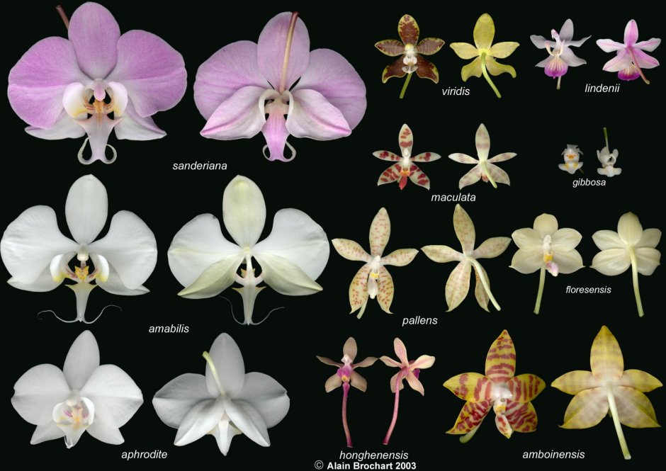 Орхидея фаленопсис Шанхай