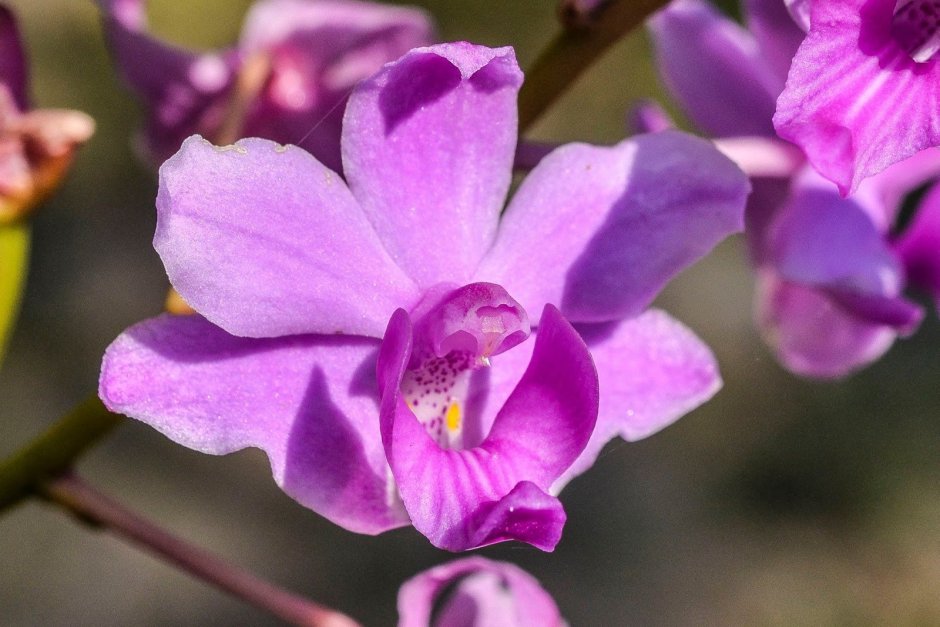 Pulcherrima 4n Орхидея
