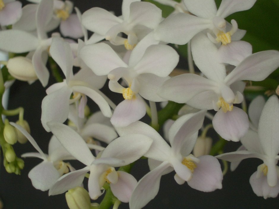 Орхидея фаленопсис Филадельфия