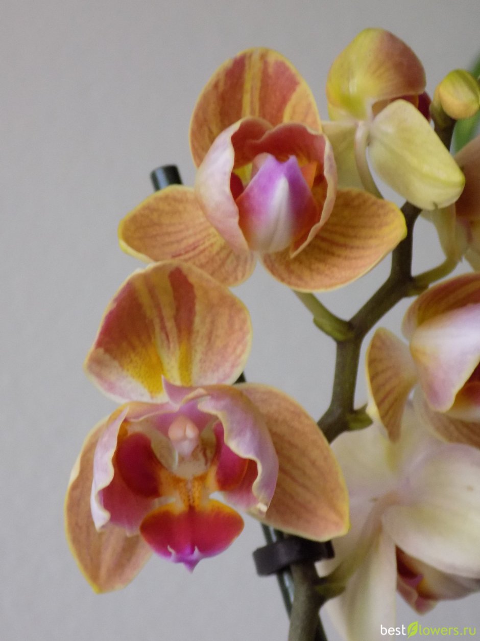 Орхидея фаленопсис Армион