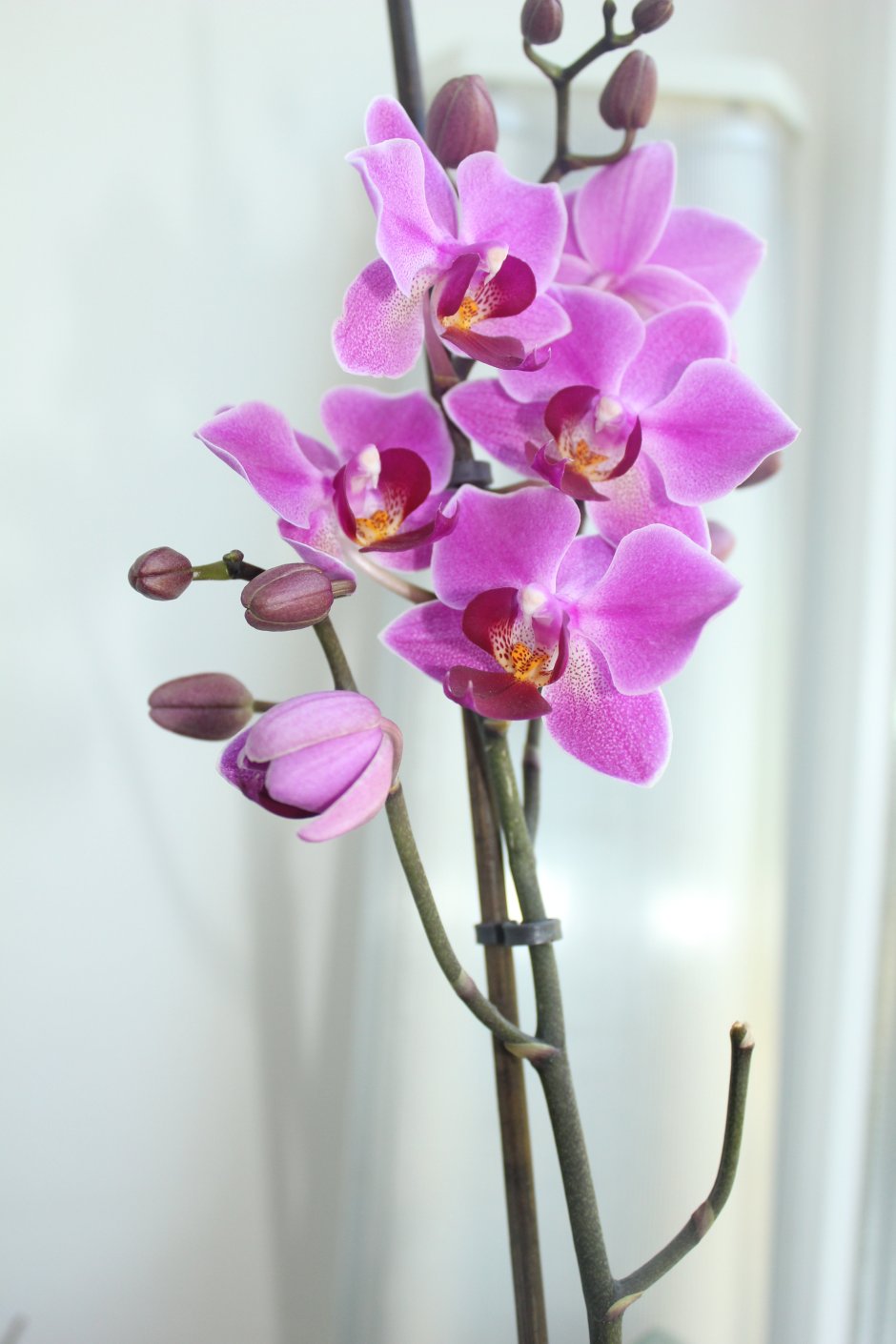 Орхидея Doritaenopsis