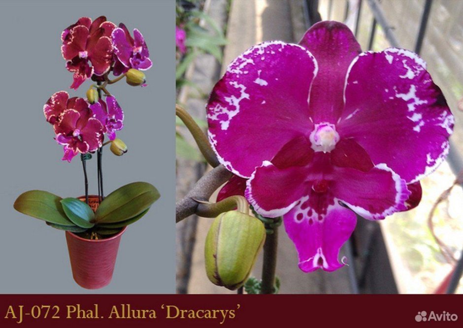 Орхидея Phal. Toshi