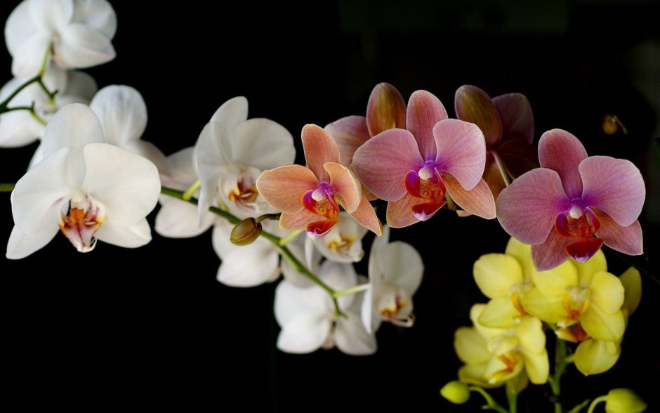 Орхидея фаленопсис эквестрис