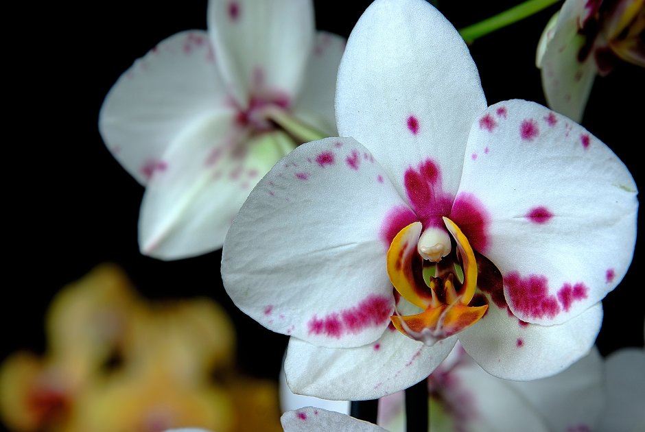 Pulcherrima Pink Орхидея