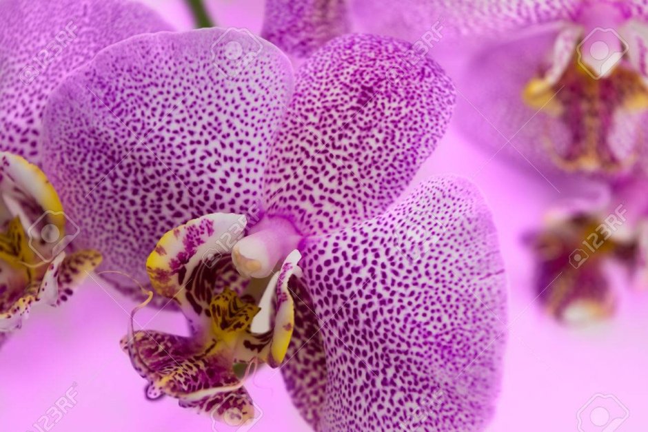 Орхидея леопард пелорик
