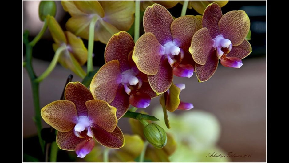 Орхидея Golden Pixie