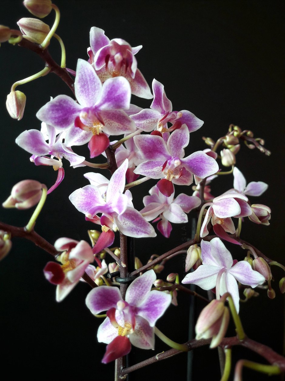 Эквестрис Альба Орхидея