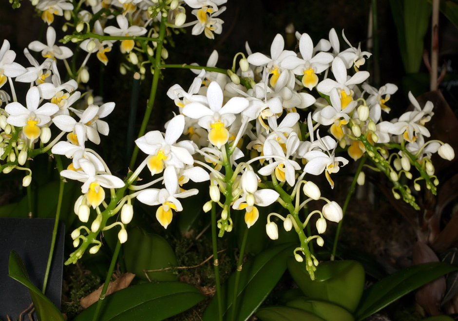 Эквестрисы орхидеи