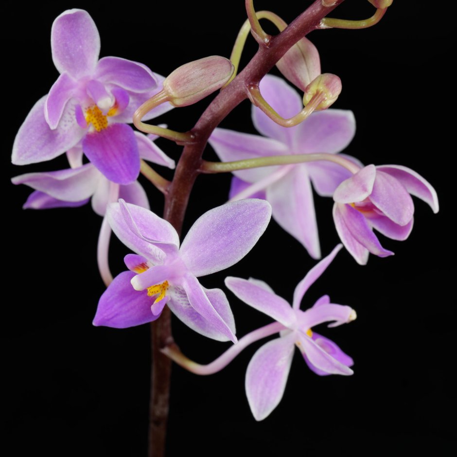 Орхидея эквестрис ГРАЗ