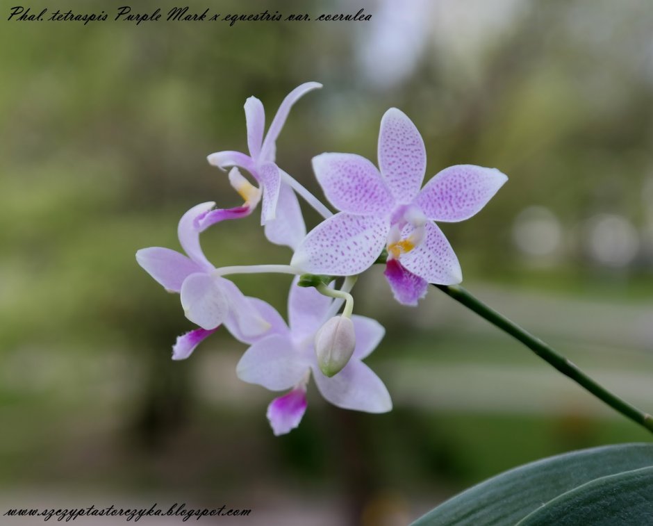 Бронзовая Орхидея