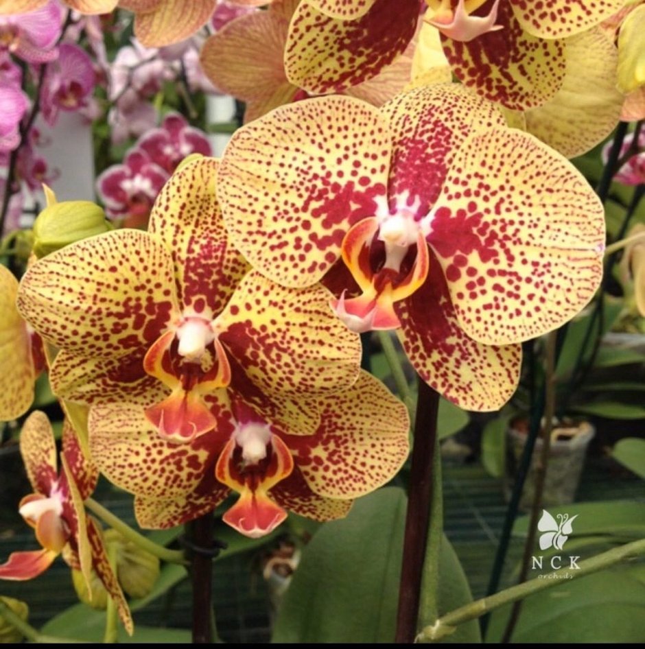 Эквестрии Орхидея