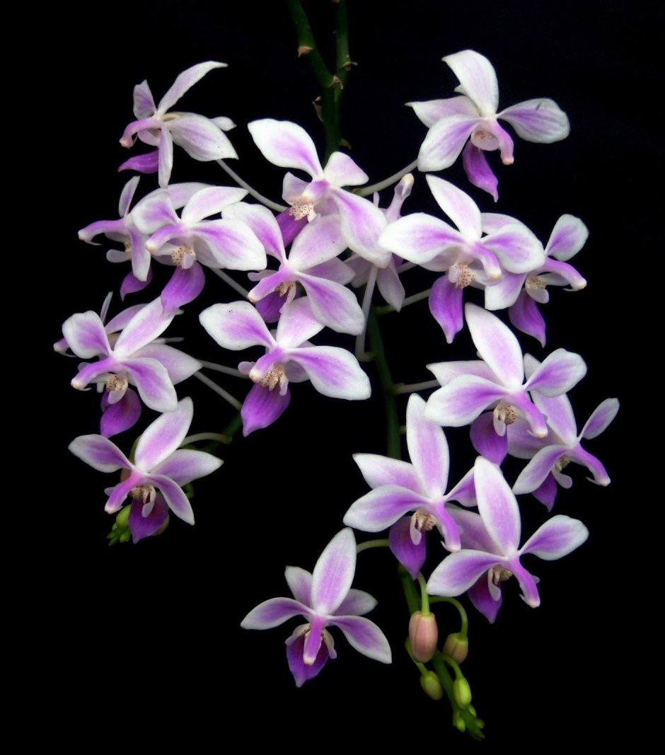 Орхидея Розея