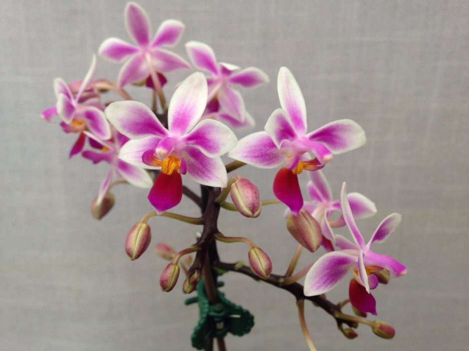 Орхидея седирея Японика минмару