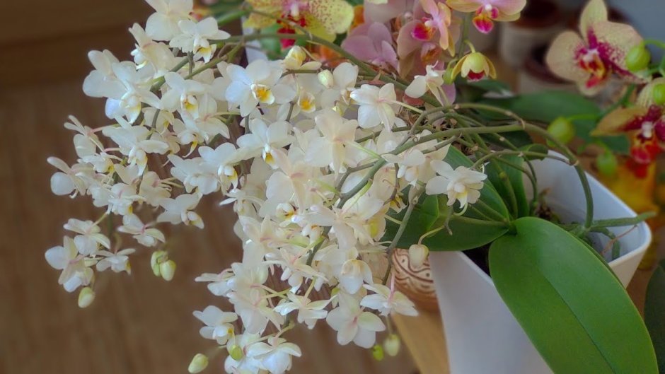 Эквестрисы орхидеи