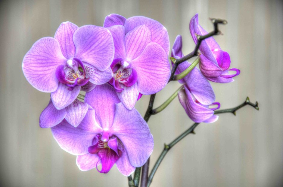 Орхидея фаленопсис эквестрис Альба