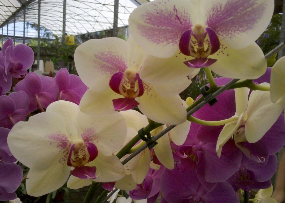 Орхидея фаленопсис Вивальди