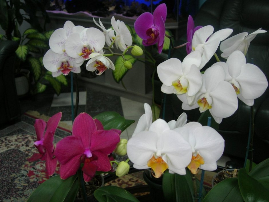 Орхидея Монте пиллер