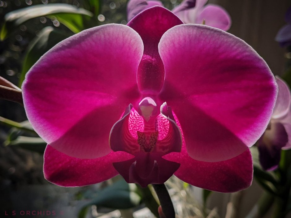 Темная пятнистая орхидеи фаленопсис