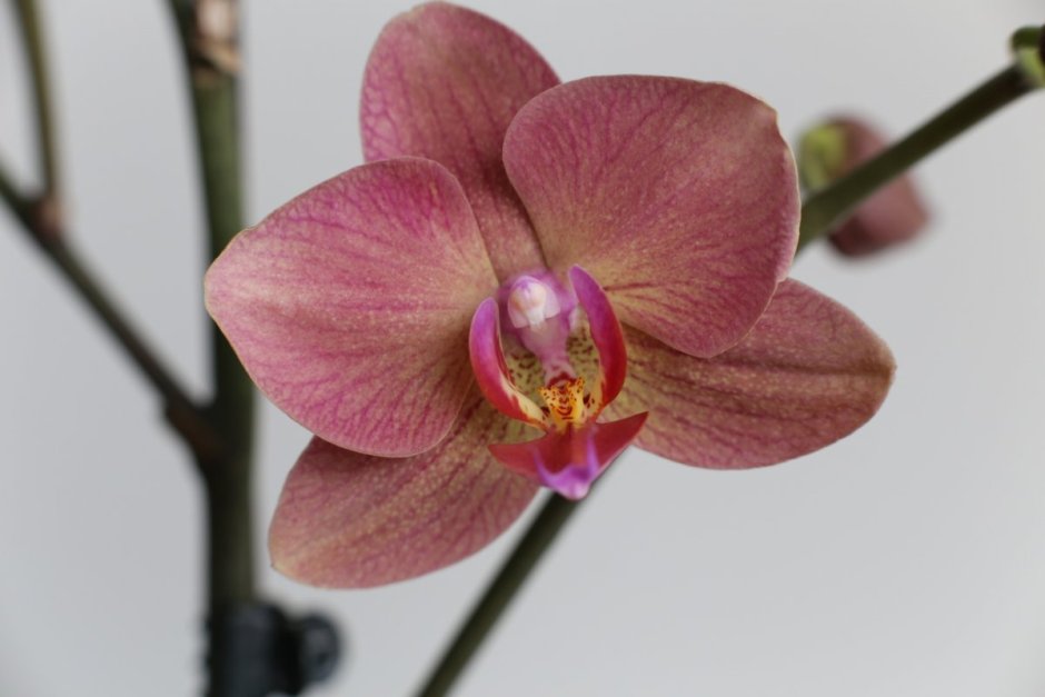 Орхидея цветок макро