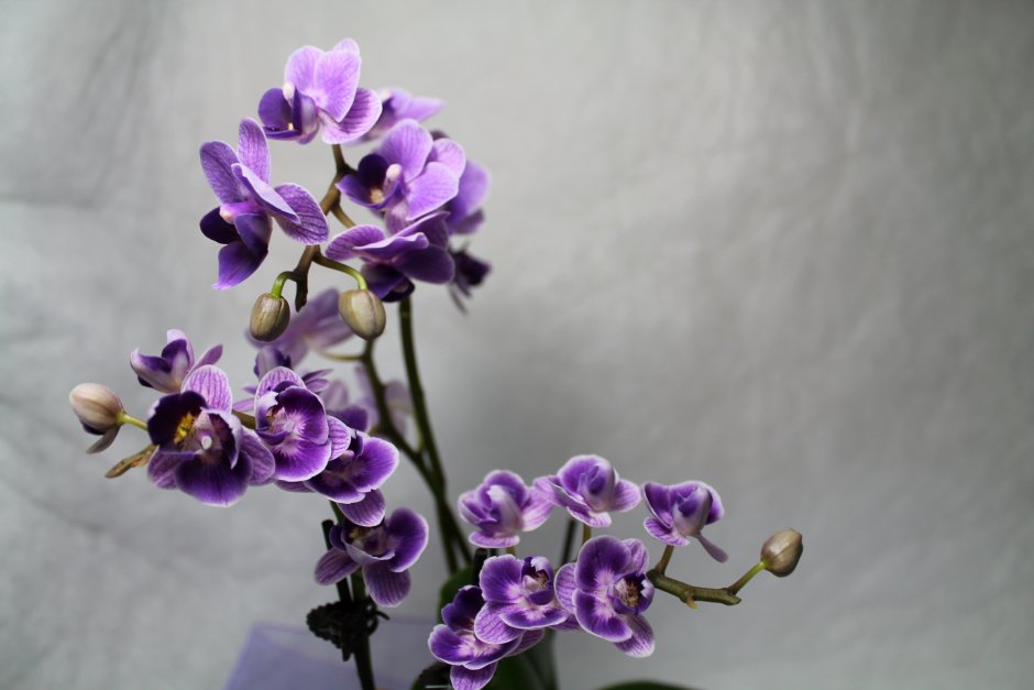 Орхидея Жасмин
