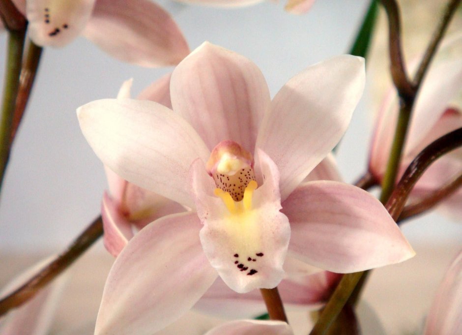 Орхидея мультифлора Виенна