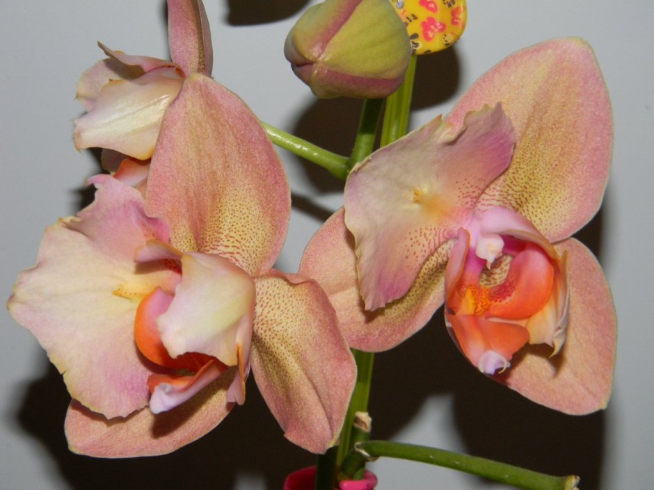 Орхидея фаленопсис Брион