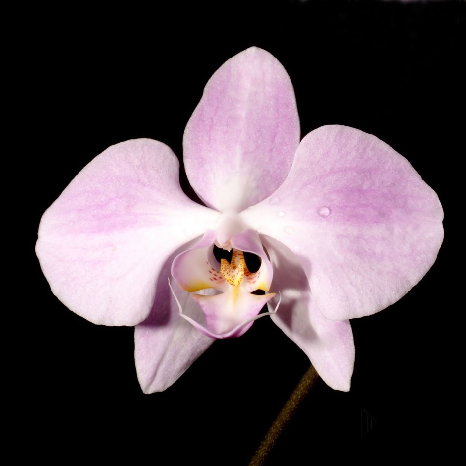 Орхидея Крембери чача