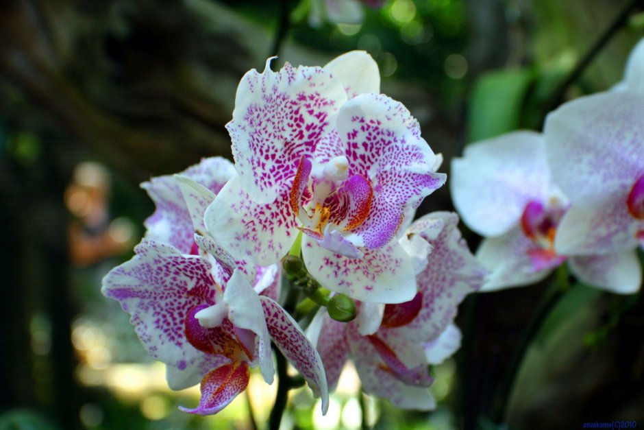 Орхидея фаленопсис pandora