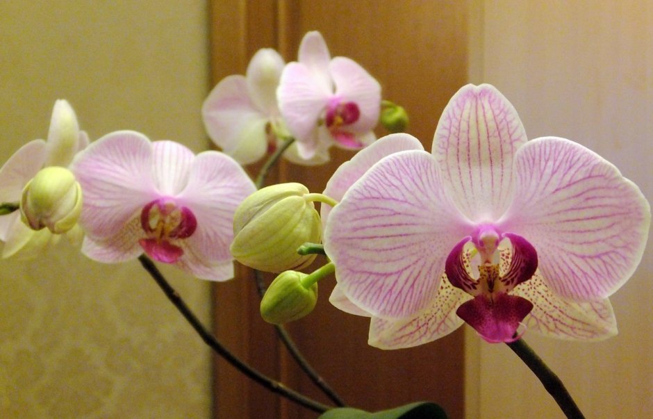 Брион орхидея
