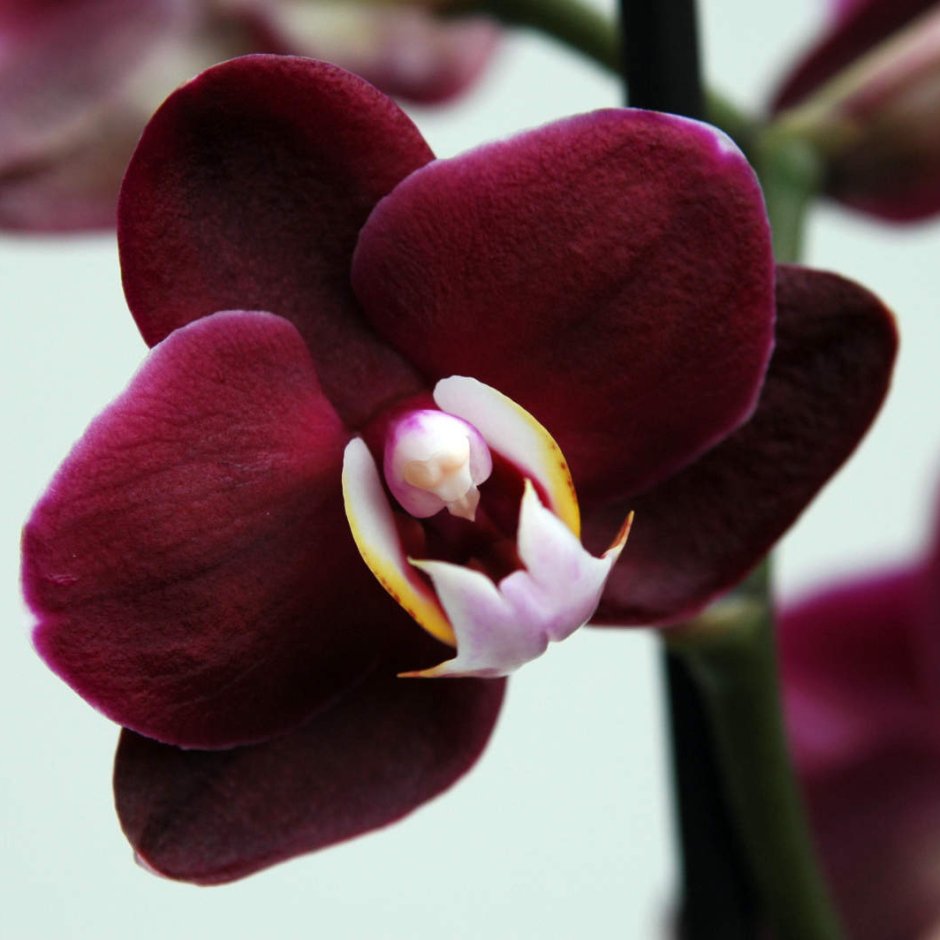 Орхидеи фаленопсис бордовые бургунди