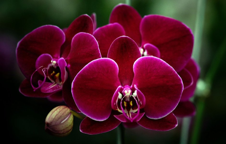 Бордовая Орхидея фаленопсис